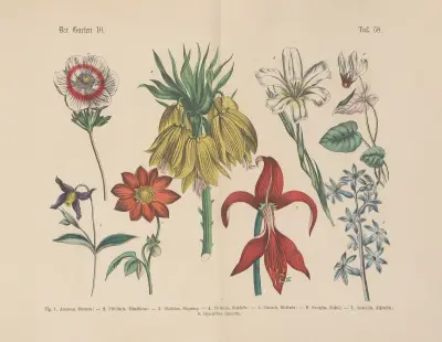 Lehrbuch der praktischen Pflanzenkunde in Wort und Bild Pl.58 av Carl Hoffmann