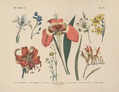 Lehrbuch der praktischen Pflanzenkunde in Wort und Bild Pl.59 av Carl Hoffmann