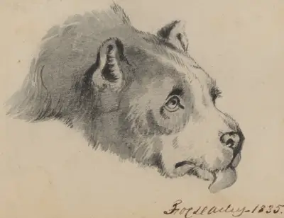 Hundhuvud av Felix Octavius Carr Darley