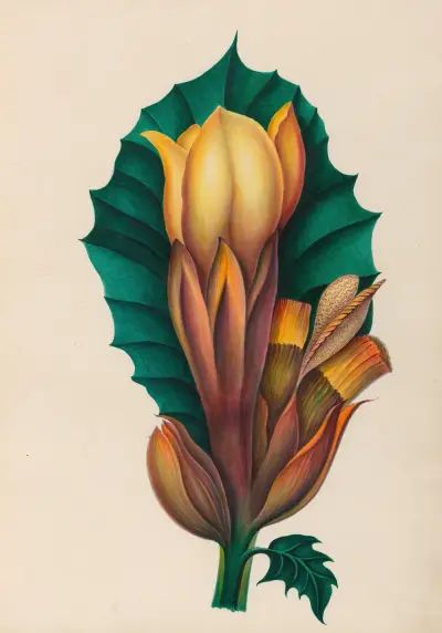 Zeichnungen tropischer Blumen und Früchte aus Südamerika, Taf. 02 von Charles Empson