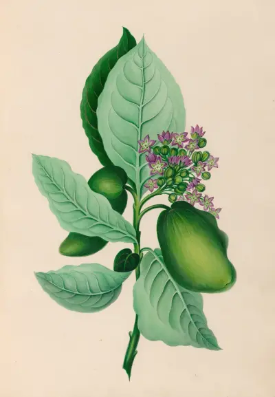 Zeichnungen tropischer Blumen und Früchte aus Südamerika, Taf. 04 von Charles Empson