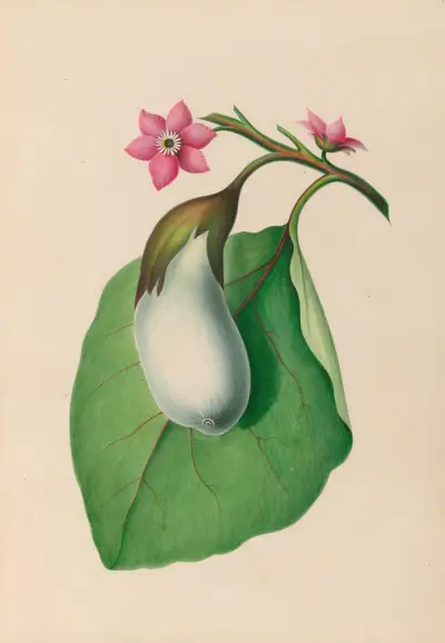 Drawings of tropical flowers and fruits, from South America Pl.07 av Charles Empson
