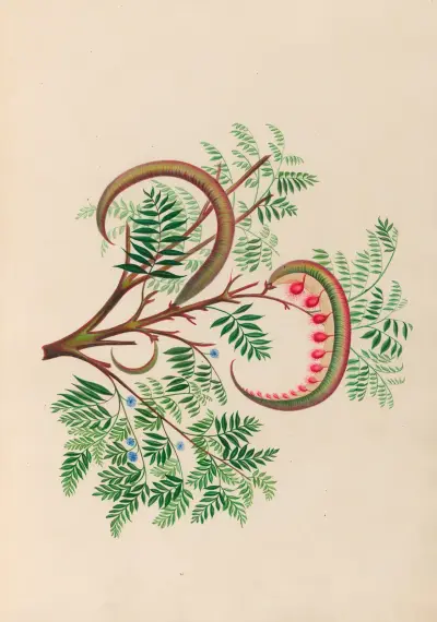 Drawings of tropical flowers and fruits, from South America Pl.09 av Charles Empson