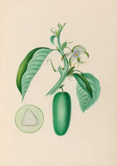 Drawings of tropical flowers and fruits, from South America Pl.10 av Charles Empson