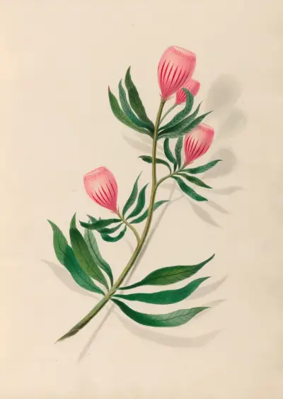 Drawings of tropical flowers and fruits, from South America Pl.14 av Charles Empson