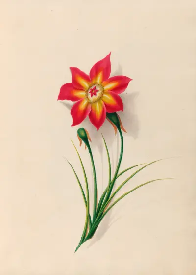 Drawings of tropical flowers and fruits, from South America Pl.19 av Charles Empson