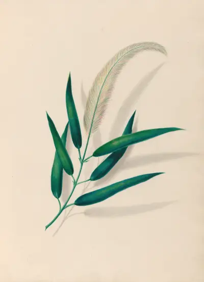 Drawings of tropical flowers and fruits, from South America Pl.20 av Charles Empson