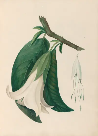 Drawings of tropical flowers and fruits, from South America Pl.26 av Charles Empson