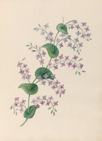 Drawings of tropical flowers and fruits, from South America Pl.27 av Charles Empson