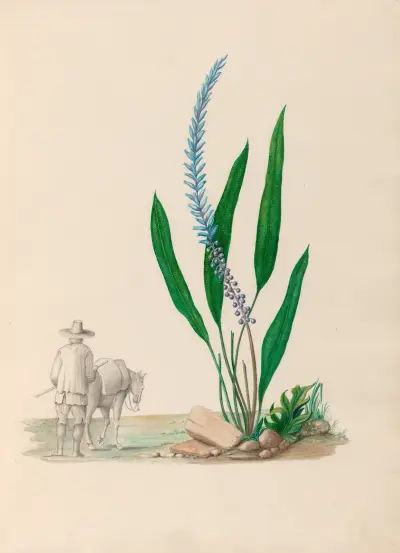 Drawings of tropical flowers and fruits, from South America Pl.33 av Charles Empson