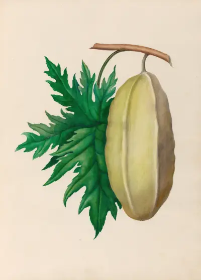 Drawings of tropical flowers and fruits, from South America Pl.35 av Charles Empson