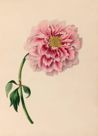 Drawings of tropical flowers and fruits, from South America Pl.38 av Charles Empson