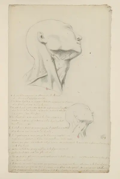 Anatomianteckningar, plansch 7, Charles Monnet