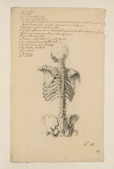 Anatomiska häften Pl.10 (1700-talet) av Charles Monnet