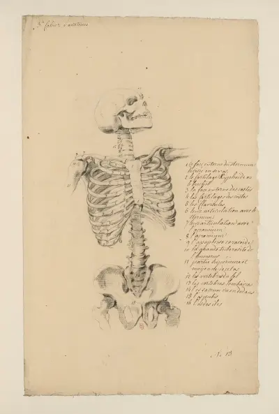Cahiers d’Anatomie Pl.12, Charles Monnet