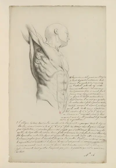Cahiers d’Anatomie Pl.13 av Charles Monnet