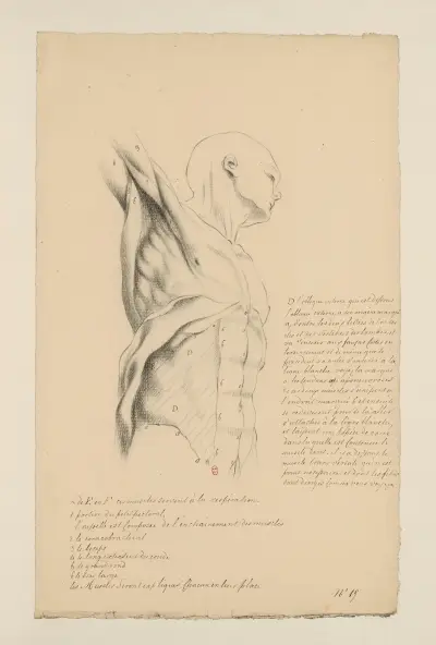 Cahiers d’Anatomie Pl.14 av Charles Monnet