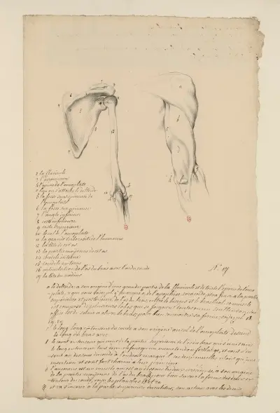 Cahiers d'Anatomie Pl.16, Charles Monnet