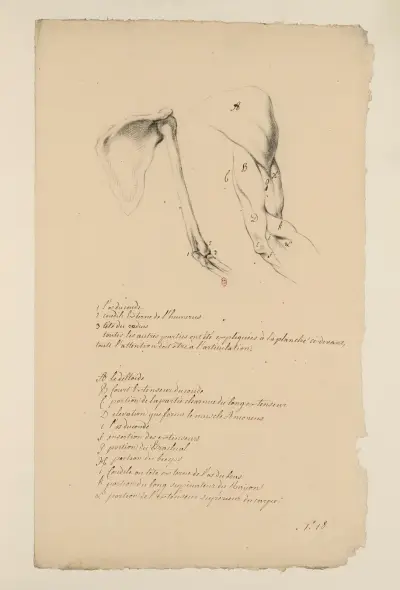 Cahiers d’Anatomie Pl.17 av Charles Monnet