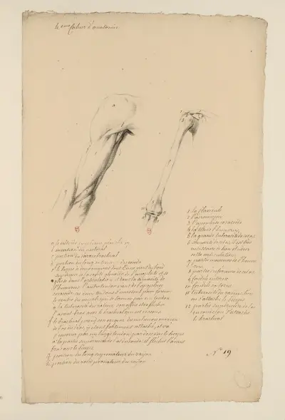Cahiers d’Anatomie Pl.18 av Charles Monnet
