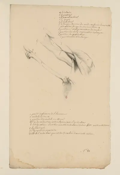Cahiers d’Anatomie Pl.19, 18. století, Charles Monnet