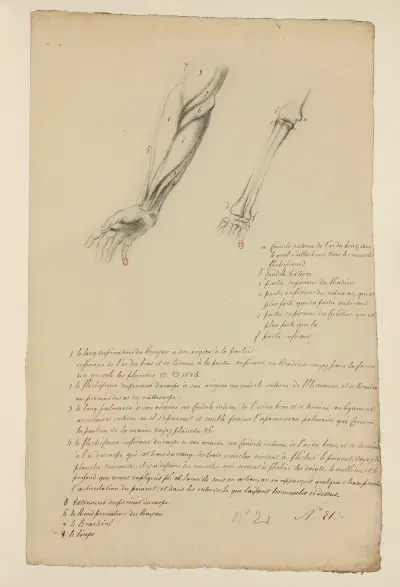 Cahiers d’Anatomie Pl.20 av Charles Monnet