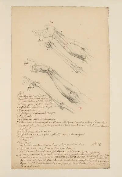 Cahiers d’Anatomie Pl.21 av Charles Monnet