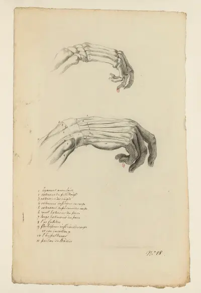 Cahiers d’Anatomie Pl.23 av Charles Monnet