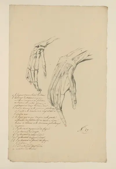 Cahiers d’Anatomie Pl.24 av Charles Monnet
