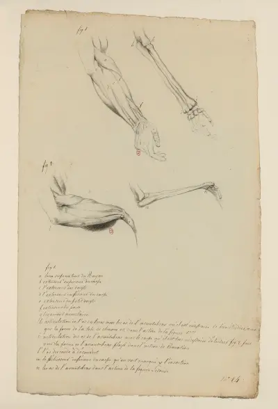 Cahiers d’Anatomie Pl.26 av Charles Monnet