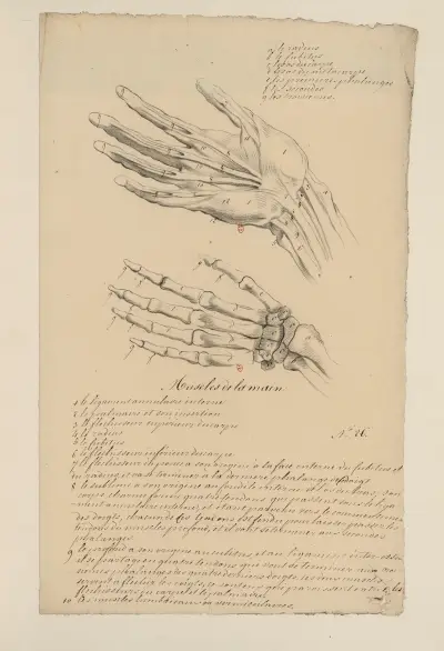 Cahiers d’Anatomie Pl.27 av Charles Monnet
