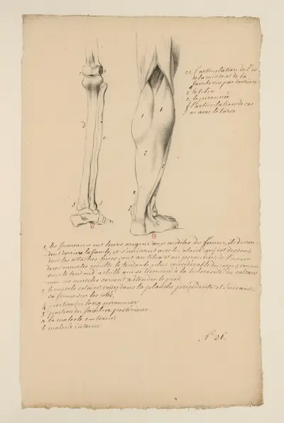 Cahiers d’Anatomie Pl.28 av Charles Monnet