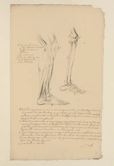 Cahiers d’Anatomie Pl.29 av Charles Monnet