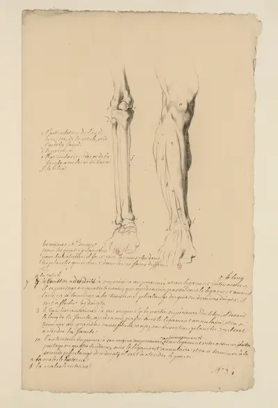 Cahiers d'Anatomie Pl.30, 18. století, Charles Monnet