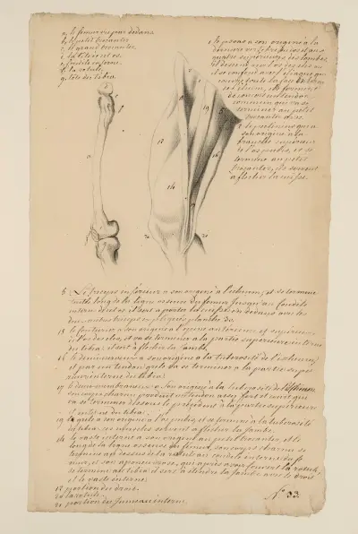 Cahiers d’Anatomie Pl.31 (1700-talet) av Charles Monnet
