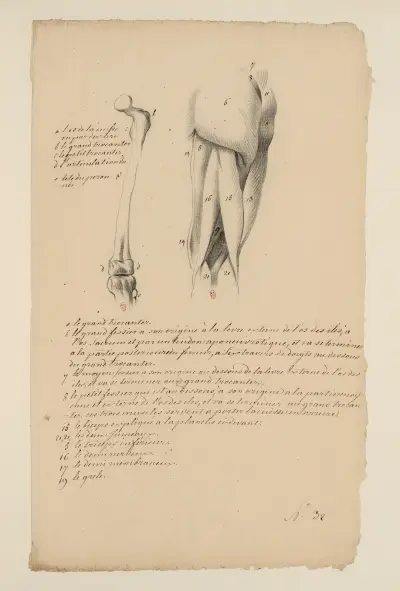 Cahiers d’Anatomie Pl.32 (18. století), Charles Monnet