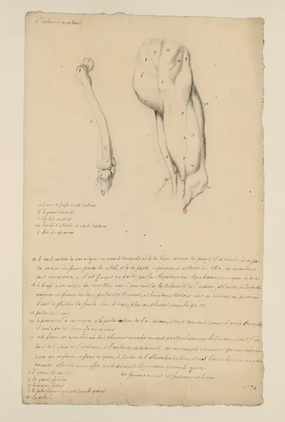 Cahiers d’Anatomie Pl.33 av Charles Monnet