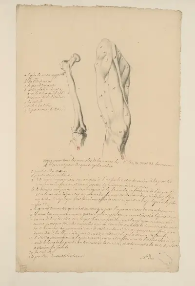 Cahiers d’Anatomie Pl.34, Charles Monnet