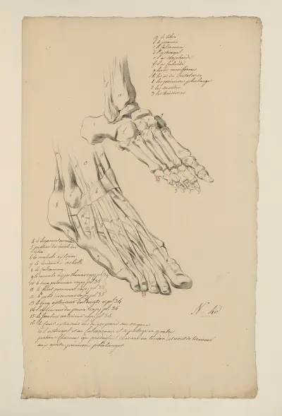 Cahiers d’Anatomie Pl.36 av Charles Monnet