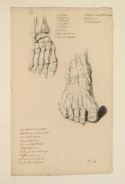 Cahiers d’Anatomie Pl.37 (1700-talet) av Charles Monnet