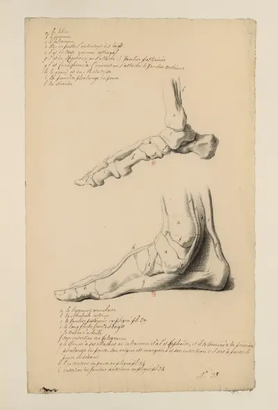 Cahiers d’Anatomie Pl.39 av Charles Monnet