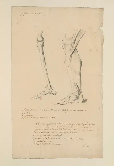 Cahiers d'Anatomie Pl. 40, Charles Monnet