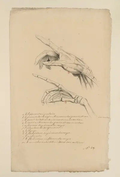 Cahiers d’Anatomie Pl.41 av Charles Monnet