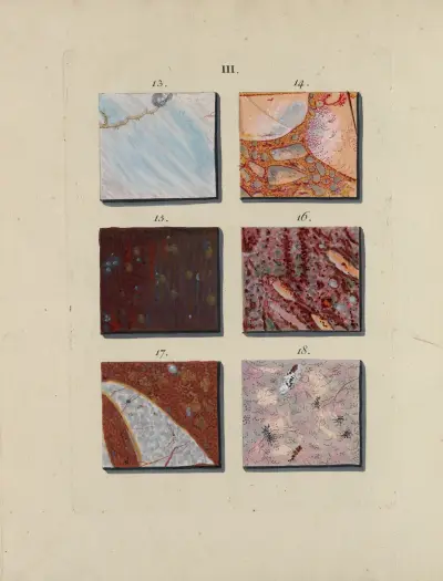 Avbildning av marmorsorter pl. 16 av Jan Christiaan Sepp
