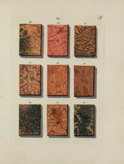 Avbildning av marmorsorter Pl.029 av Jan Christiaan Sepp