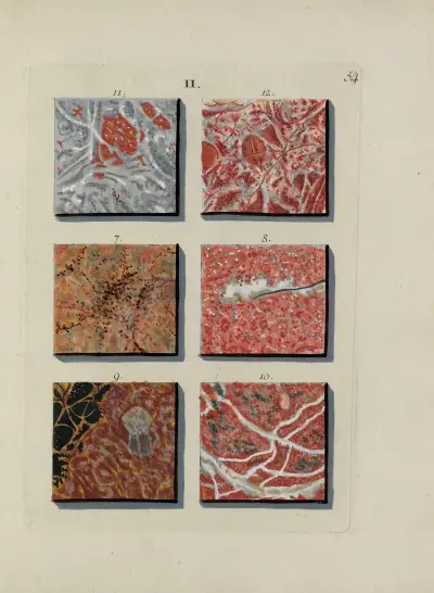 Afbeelding der marmor soorten Pl.054 av Jan Christiaan Sepp