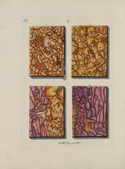 Avbildning av marmorsorter Pl.055 av Jan Christiaan Sepp