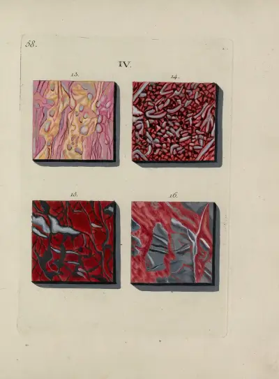 Afbeelding der marmor soorten Pl.058 av Jan Christiaan Sepp