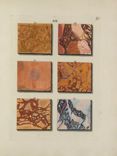 Avbildning av marmorsorter Pl.085 av Jan Christiaan Sepp
