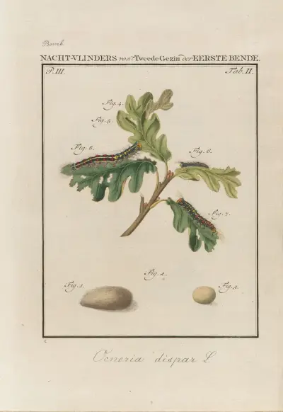 Beschouwing der wonderen Gods Pl.03 av Jan Christiaan Sepp